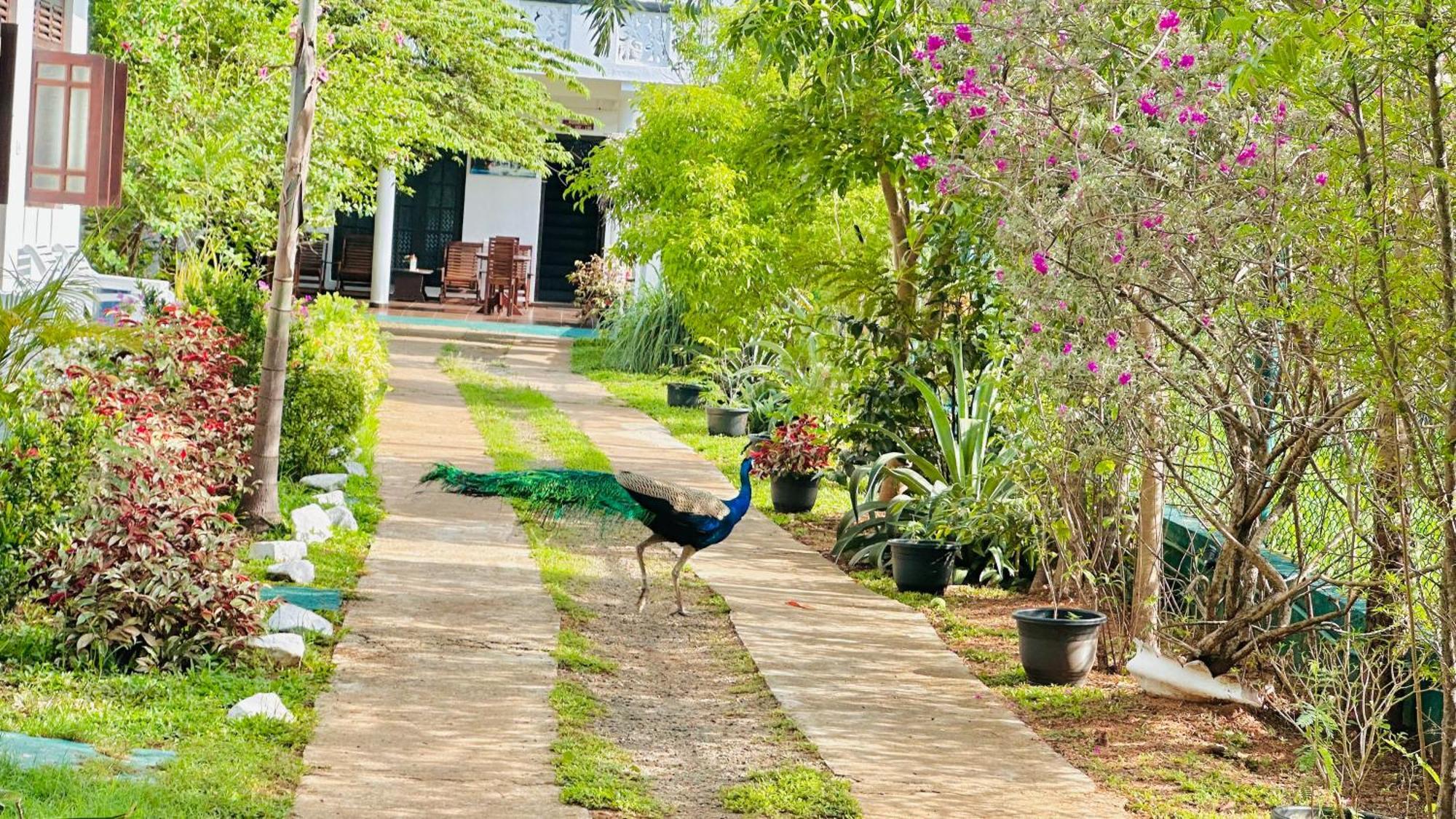 New Peacock Resort Dambulla Extérieur photo